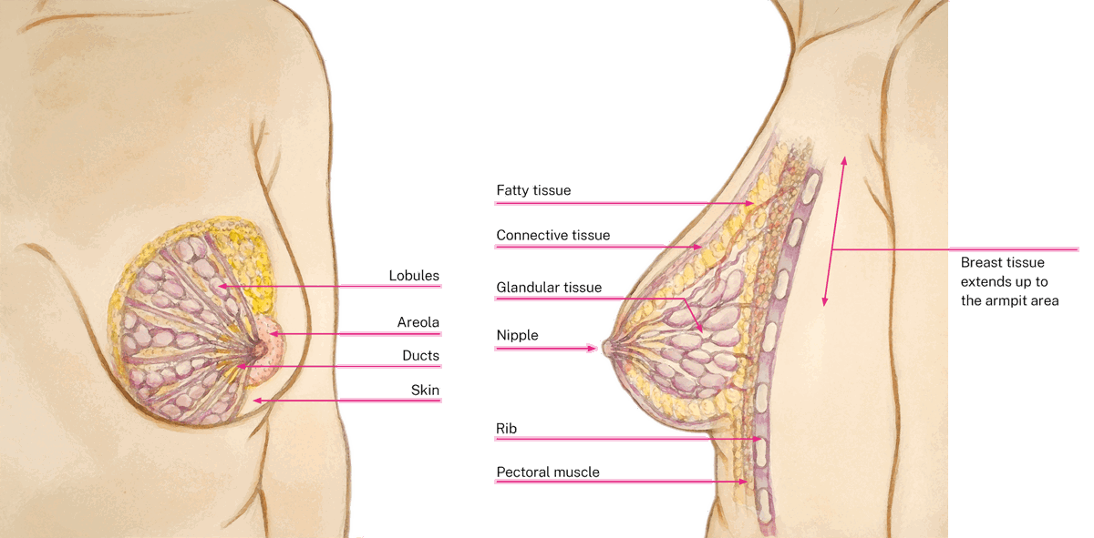 illustration of woman with breast showing different aspects of the breast anatomy